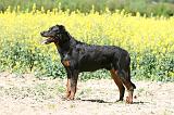 BEAUCERON 807